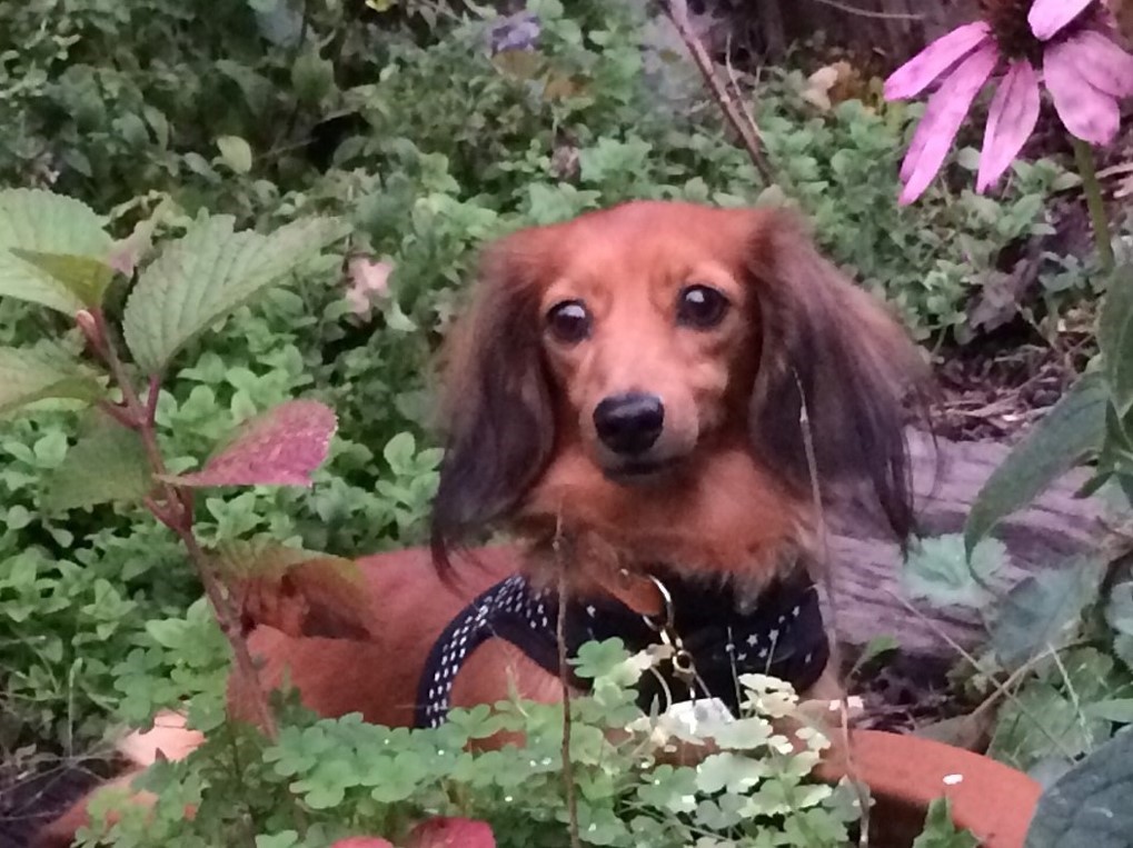 ダックス フンド 子犬 譲り ます